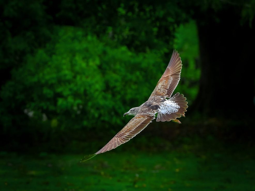 Wildlife Photography Hawk
